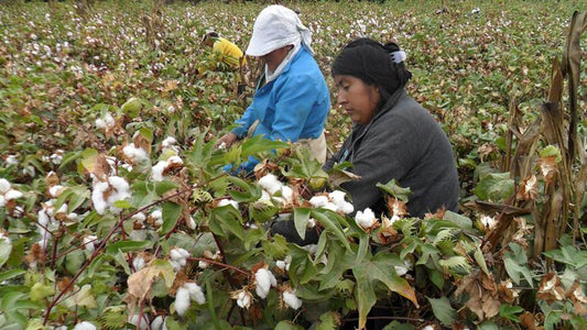 Tipos de algodón Peruano : Algodon Pima